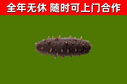 涟源回收海参干